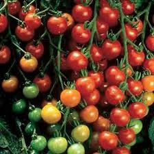 This variety is known to bear fruit dependably through summer weather. Tomato Other Sweet 100 Friends School Plant Sale