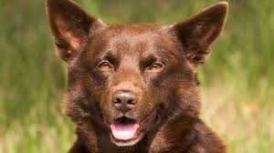 Australian Kelpie Price Temperament Life Span