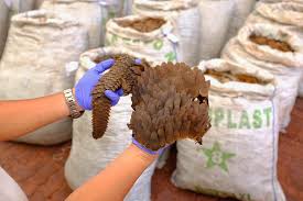 Tree pangolins have yellow or bronze scales. Not Frozen Beef Nearly 13 Tonnes Of Pangolin Scales Worth S 52 Million Seized In Singapore Today