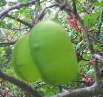 Image result for Schotia afra