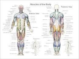 muscle anatomy posters anterior posterior deep layers