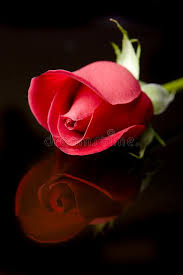 5 rote rosen, 3 weiße matiola, 4 rosa lilien. Pin On Abstract Design Artworks