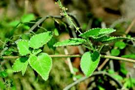 Image result for Eureiandra sp. A