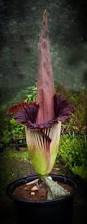 Image result for Amorphophallus goetzei