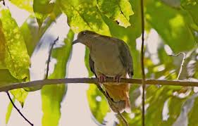 Bird Of The Month Bird Photos Of The Month Mindanao Brown Dove And Lina S Sunbird Brown Dove Bird Photo Bird