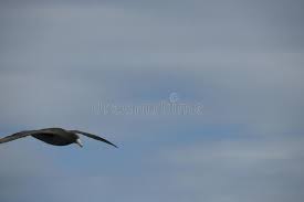 Blue Sky Birds Flying In The Sky Images Antarctica Birds Flying Against A Clear Blue Sky Different Kinds Of Antarctica Affiliate Flying Birds Antarctica Cl Clear Blue Sky Birds Flying Sky