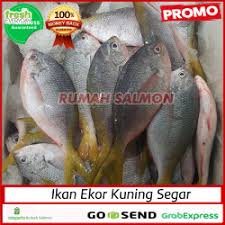Panaskan minyak goreng yang banyak di dalam wajan di atas api sedang. Jual Ikan Ekor Kuning Terdekat Harga Murah Grosir September 2021