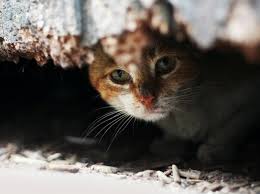 Blut im stuhl kann rot, rotbraun, dunkel und schwarz (teerstuhl) oder okkult sein, das heißt es lässt sich mit bloßem auge nicht erkennen. Was Der Katzen Po Uber Die Gesundheit Verrat