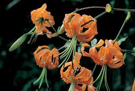 Lilium Henryi (Henry's Lily)