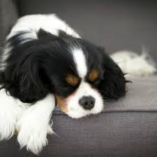 Dreaming about puppies is usually that kind of dream in which we wake up completely animated and happy, wanting to start the day off with a good foot and willing to do anything and that's usually our. What Do Dogs Dream About American Kennel Club