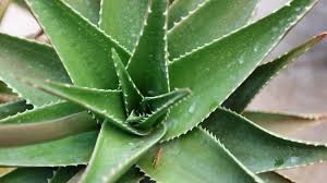It seems to be getting huge, how do i transplant or make it into more cactus (budding?)? Agave Plants Of Ancient Mesoamerica