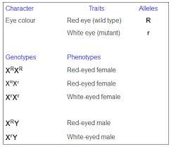 The Open Door Web Site Ib Biology Genetics Genetic