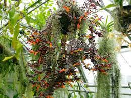 How To Grow And Care For A Goldfish Plant Columnea Gloriosa Goldfish Plant Planting Flowers Indoor Flowering Plants