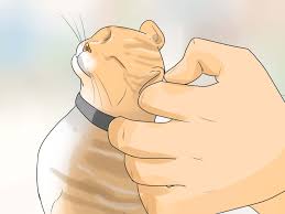 I have a dog. i'd love to help you paint your kitchen, but my dog isn't feeling well. i can't go to aunt myrtle's party because i can't leave my dog home alone for the. 5 Ways To Make Your Dog Like Your Cat Wikihow