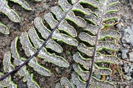 Image result for Pityrogramma