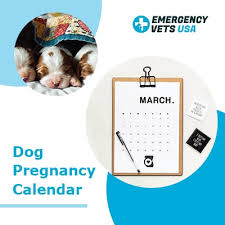 How often should you allow your dog to get pregnant? Dog Pregnancy Calendar Find Out When Your Canine Is Due To Deliver