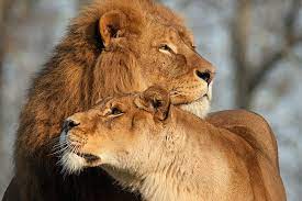 Keywords for free movies lions love (. Hd Wallpaper Animals Big Cats Lion Lions Love Two Wallpaper Flare