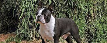 Thank you for your interest in btprsm's rescue dogs. Boston Terrier Dog Breed Profile Petfinder