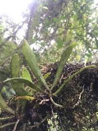 Image result for Eggelingia ligulifolia
