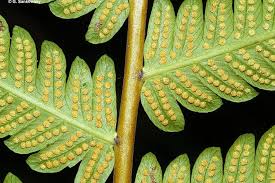 Image result for Pneumatopteris