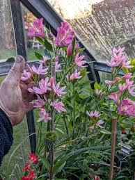 Image result for Hesperantha