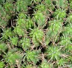 Image result for Euphorbia persistentifolia