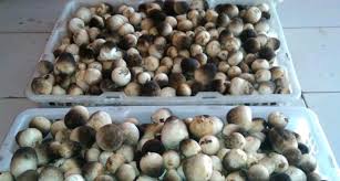 4.ancaman usaha dalam pemasaran jamur tiram putih (pleurotus ostreotus). Naik Turunnya Usaha Budidaya Jamur Merang Subang