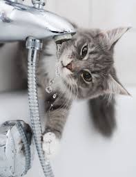 The diagnosis of kidney stones is suspected when the typical pattern of symptoms is noted and when other possible causes of the abdominal or flank pain are excluded. Chronic Cat Dehydration Mud Bay