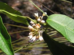 Image result for Marsdenia