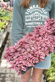 Image result for Hypoestes