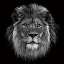 Beau interiors in essex has a collection of liquid glass art/liquid glass pictures along with patrice murciano pictures featuring bright colours and liquid. Glass Wall Art Black White Lion Photograph Decor Interiors House Home