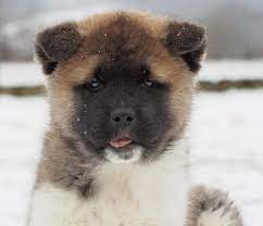 American akita in action (американская акита в действии). American Akita Welpe Doku Olympus Fotoforum Die Pen Om D E System Community