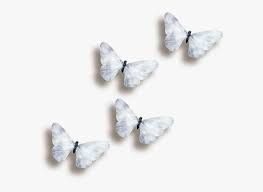 Transparent Black And White Butterfly Png Transparent Background White Butterfly Png Download Kindpng Browse millions of hd transparent png images for your projects. transparent background white butterfly