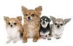 6 Different Types of Chihuahua Dogs (Coats and Head Shapes ...