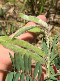 Image result for Tephrosia polystachya