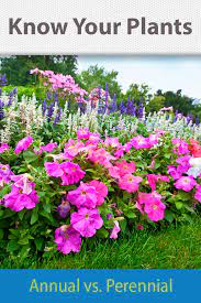 Annual Vs Perennial Annuals Landscaping Perennials Plants