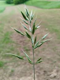 Image result for Bromus leptoclados