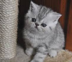 Baby pet tigers for sale we have been shipping tigers worldwide since 2012. Pin On We Share The World 3