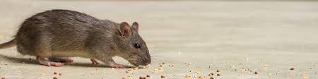 Pest exclusions can restrict interior pest movement and can reduce the areas where pests can harbor and food sources can accumulate. Residential Rodent Exclusion Services Wil Kil Pest Control