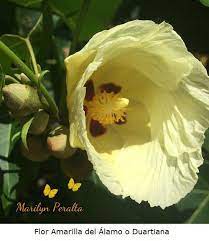 Wordpress Com Flores Amarillas Nombres De Flores Plantas Tropicales