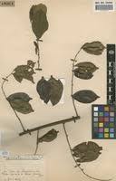 Image result for Chrysophyllum welwitschii