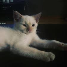 Cats Instagram Explore Insurance Hashtags Photos And Videos Kedicik