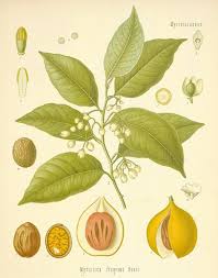 Image result for Myristicaceae