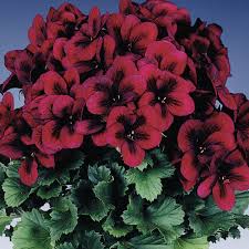 Check spelling or type a new query. 6 Regal Pelargonium Aristo Red Beauty Basket Patio Jumbo Plug Plants