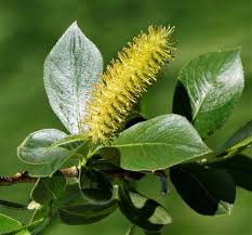 Image result for Homalium abdessammadii