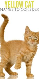 Want one of the best pretty unique and famous male cat names? Most Popular Yellow Cat Names To Consider For Your New Cat