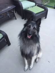 If you're interested in being a guardian for an oregon bordoodle breeding dog, please review our guardianship page! Font Size 7 Sterlingden Belgian Shepherds Font Font Size 5 Established Since 1981