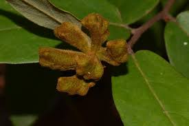 Image result for Xylopia tomentosa