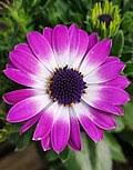 Image result for Osteospermum monocephalum