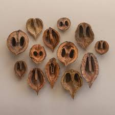 Image result for Juglandaceae